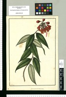 Alstroemeria tomentosa / Fran[cis]co Pulgar. Original drawing from Ruiz & Pavón's Expedition (1777-1816)