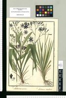 Anthericum coarctatum y Anthericum caeruleum [sic]/ Is[idro] Galvez del. Original drawing from Ruiz & Pavón's Expedition (1777-1816)