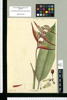 Heliconia subulata / Is[idro] Galvez delin. Original drawing from Ruiz & Pavón's Expedition (1777-1816)