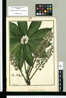 Actinophyllum conicum / Isidor[us] Galvez delin. Original drawing from Ruiz & Pavón's Expedition (1777-1816)