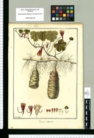 Tropoeolum [sic] tuberosum / Fran[cis]co Pulgar. Original drawing from Ruiz & Pavón's Expedition (1777-1816)