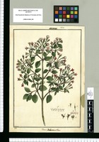 Rhexia dichrananthera [sic] / Brunete. Original drawing from Ruiz & Pavón's Expedition (1777-1816)