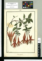 Fuchsia apetala / Galvez. Original drawing from Ruiz & Pavón's Expedition (1777-1816)