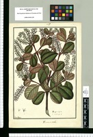 Weinmannia ovalis / Fran[cis]co Pulgar. Original drawing from Ruiz & Pavón's Expedition (1777-1816)