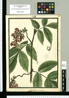 Semarillaria acutangula / Brunete. Original drawing from Ruiz & Pavón's Expedition (1777-1816)