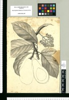 [Laurus persea L.]. Original drawing from Ruiz & Pavón's Expedition (1777-1816)