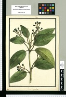 Laurus caerulea / Brunete. Original drawing from Ruiz & Pavón's Expedition (1777-1816)
