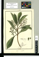 Laurus cuneifolia / Brunete. Original drawing from Ruiz & Pavón's Expedition (1777-1816)