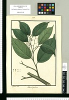 Laurus leptobotra / Is[idro] Galvez delin. Original drawing from Ruiz & Pavón's Expedition (1777-1816)