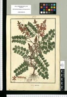 Larrea viscosa / Fran[cis]co Pulgar. Original drawing from Ruiz & Pavón's Expedition (1777-1816)