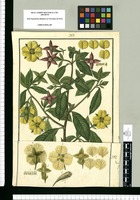 Jussieua [sic] grandiflora / Fran[cis]co Pulgar. Original drawing from Ruiz & Pavón's Expedition (1777-1816)
