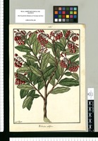Thibaudia melliflora / Fran[cis]co Pulgar. Original drawing from Ruiz & Pavón's Expedition (1777-1816)