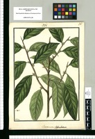 Chaetocrater fasciculatum / Galvez. Original drawing from Ruiz & Pavón's Expedition (1777-1816)
