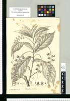 Villamillia tinctoria / Is[idro] Galvez delin. et incid. Original drawing from Ruiz & Pavón's Expedition (1777-1816)