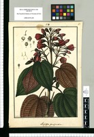 Axinea [sic] purpurea / Galvez. Original drawing from Ruiz & Pavón's Expedition (1777-1816)