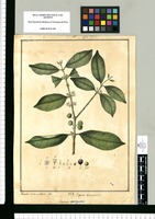 Eugenia baruensis / Xavier Cortés y Alcocer del. Original drawing from Ruiz & Pavón's Expedition (1777-1816)