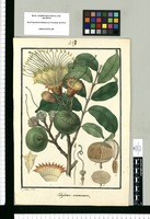 Calyplectus acuminatus / Is[idro] Galvez delin. Original drawing from Ruiz & Pavón's Expedition (1777-1816)