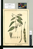 Capparis lanceolata / Xavier Cortez del. Original drawing from Ruiz & Pavón's Expedition (1777-1816)