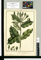 Marcgraviae macrocarpae: varietas / Fran[cis]co Pulgar. Original drawing from Ruiz & Pavón's Expedition (1777-1816)