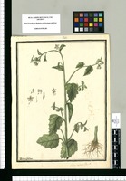 Loasa aspera Flor P. / Ysidro Galvez. Original drawing from Ruiz & Pavón's Expedition (1777-1816)