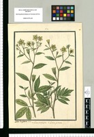 Loasa triphylla; Loasa pinnata / Ysidro de Galvez delin. Original drawing from Ruiz & Pavón's Expedition (1777-1816)