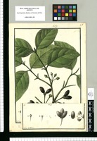 Mollinedia ovata / Galvez. Original drawing from Ruiz & Pavón's Expedition (1777-1816)