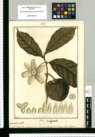 Annona rhombipetala / Fran[cis]co Pulgar. Original drawing from Ruiz & Pavón's Expedition (1777-1816)