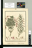 Gardoquia incana; Gardoquia revoluta / Is[idro] Galvez delin. Original drawing from Ruiz & Pavón's Expedition (1777-1816)