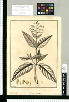 Gesneria sericea / Fran[cis]co Pulgar. Original drawing from Ruiz & Pavón's Expedition (1777-1816)