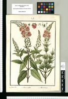 Alonsoa acutifolia; Alonsoa linearis / Is[idro] Galvez delin. Original drawing from Ruiz & Pavón's Expedition (1777-1816)
