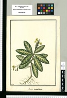 Ruellia maculata / Galvez. Original drawing from Ruiz & Pavón's Expedition (1777-1816)