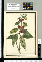 Besleria calydermos / Brunete. Original drawing from Ruiz & Pavón's Expedition (1777-1816)