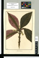 Besleria crenata / Fran[cis]co Pulgar. Original drawing from Ruiz & Pavón's Expedition (1777-1816)
