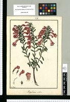 Virgularia revoluta / Fran[cis]co Pulgar. Original drawing from Ruiz & Pavón's Expedition (1777-1816)