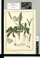 Cleome glandulosa: Cleome Vulgo Tacma. Original drawing from Ruiz & Pavón's Expedition (1777-1816)