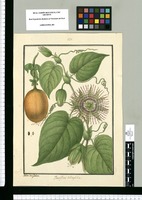Passiflora tiliaefolia [sic]/ Ysidro de Galvez. Original drawing from Ruiz & Pavón's Expedition (1777-1816)