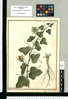 Passiflora foetida: Flor. Per. L. sp. / Ysidro Galvez. Original drawing from Ruiz & Pavón's Expedition (1777-1816)
