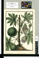 Passiflora serrata / Galvez. Original drawing from Ruiz & Pavón's Expedition (1777-1816)