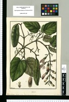 Bignonia; B. pubescens Muña Sp. Nova / Galvez. Original drawing from Ruiz & Pavón's Expedition (1777-1816)