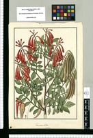 Tecoma alata / Fran[cis]co. Pulgar. Original drawing from Ruiz & Pavón's Expedition (1777-1816)