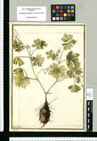 Geranium / J[ose]ph Brunete. Original drawing from Ruiz & Pavón's Expedition (1777-1816)