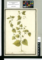 Sida repens / Josef Brunete delin. Original drawing from Ruiz & Pavón's Expedition (1777-1816)