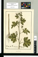 Malva limensis / Fran[cis]co Pulgar. Original drawing from Ruiz & Pavón's Expedition (1777-1816)