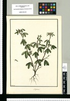 Hedysarum [pilosum]/ Galvez. Original drawing from Ruiz & Pavón's Expedition (1777-1816)