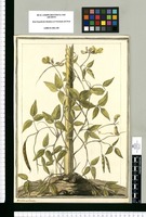 Dolichos uncinatus / J[ose]ph Brunete. Original drawing from Ruiz & Pavón's Expedition (1777-1816)