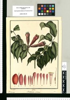 Brownaea [sic] ¿coccinea?: V. Huisimpi / J[osé] Ga[briel] R[ivera] del. Original drawing from Ruiz & Pavón's Expedition (1777-1816)