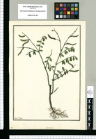Astragalus? / Fran[cis]co Pulgar. Original drawing from Ruiz & Pavón's Expedition (1777-1816)