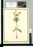 Aster verticillatus F.P / Ysidro Galbez. Original drawing from Ruiz & Pavón's Expedition (1777-1816)
