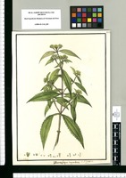 Vermifuga corymbosa: S. P. Segregata / Isidro de Galvez. Original drawing from Ruiz & Pavón's Expedition (1777-1816)