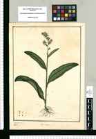 Elephantopus [angustifolius]/ José Rivera del. Original drawing from Ruiz & Pavón's Expedition (1777-1816)